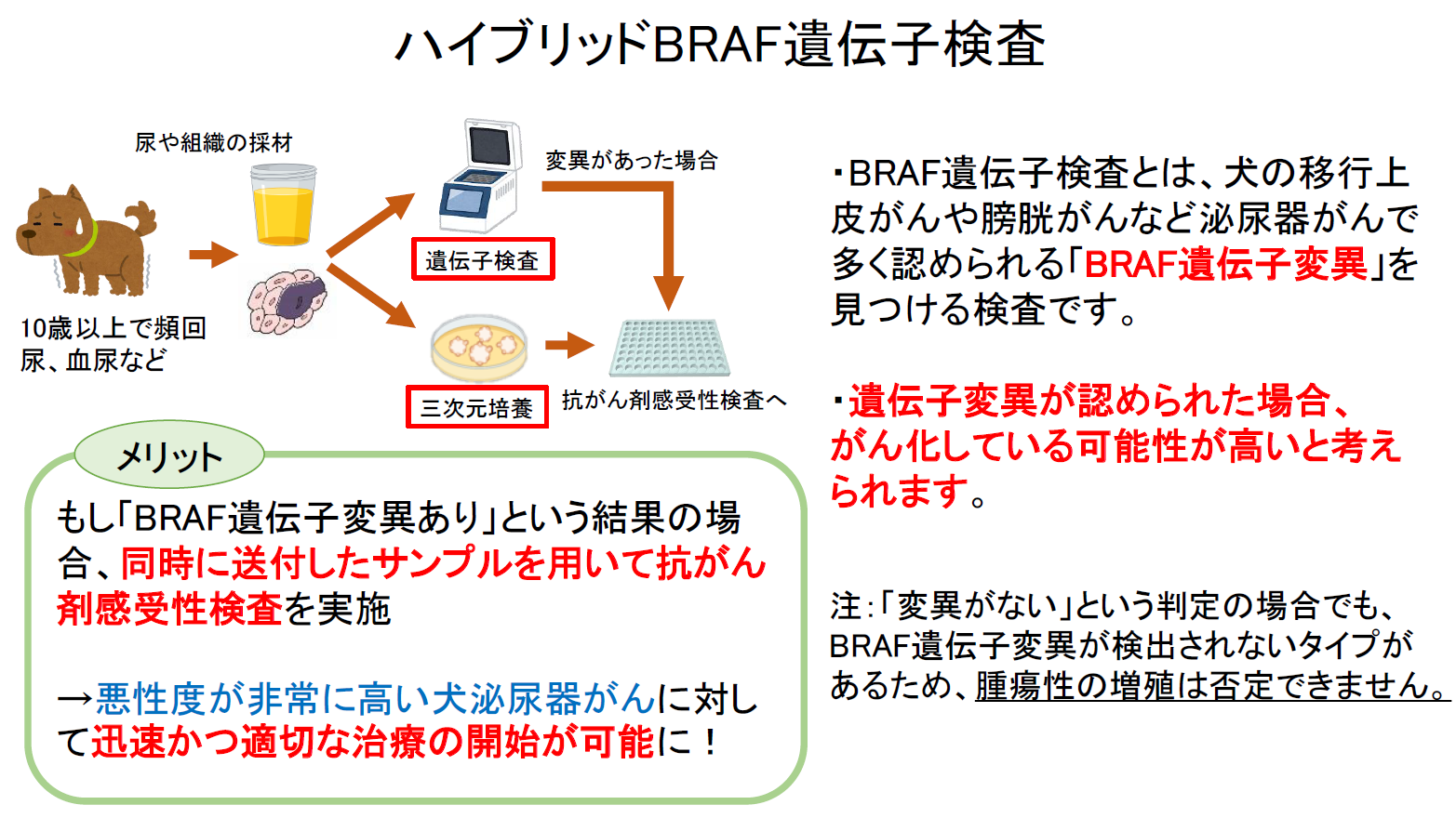 BRAF遺伝子検査について